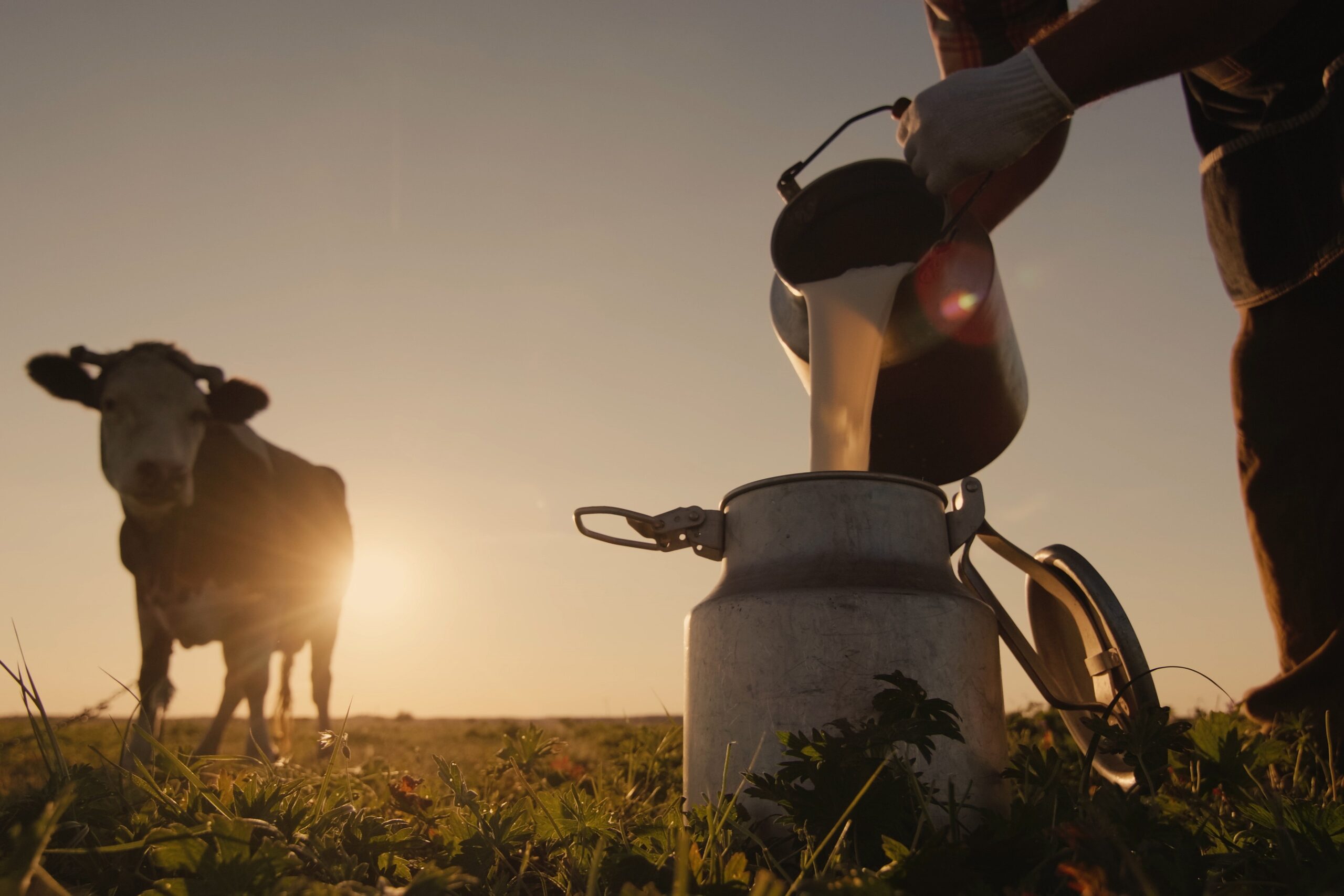 Klimafreundliche Milchproduktion: LfL-Leitfaden für Betriebe