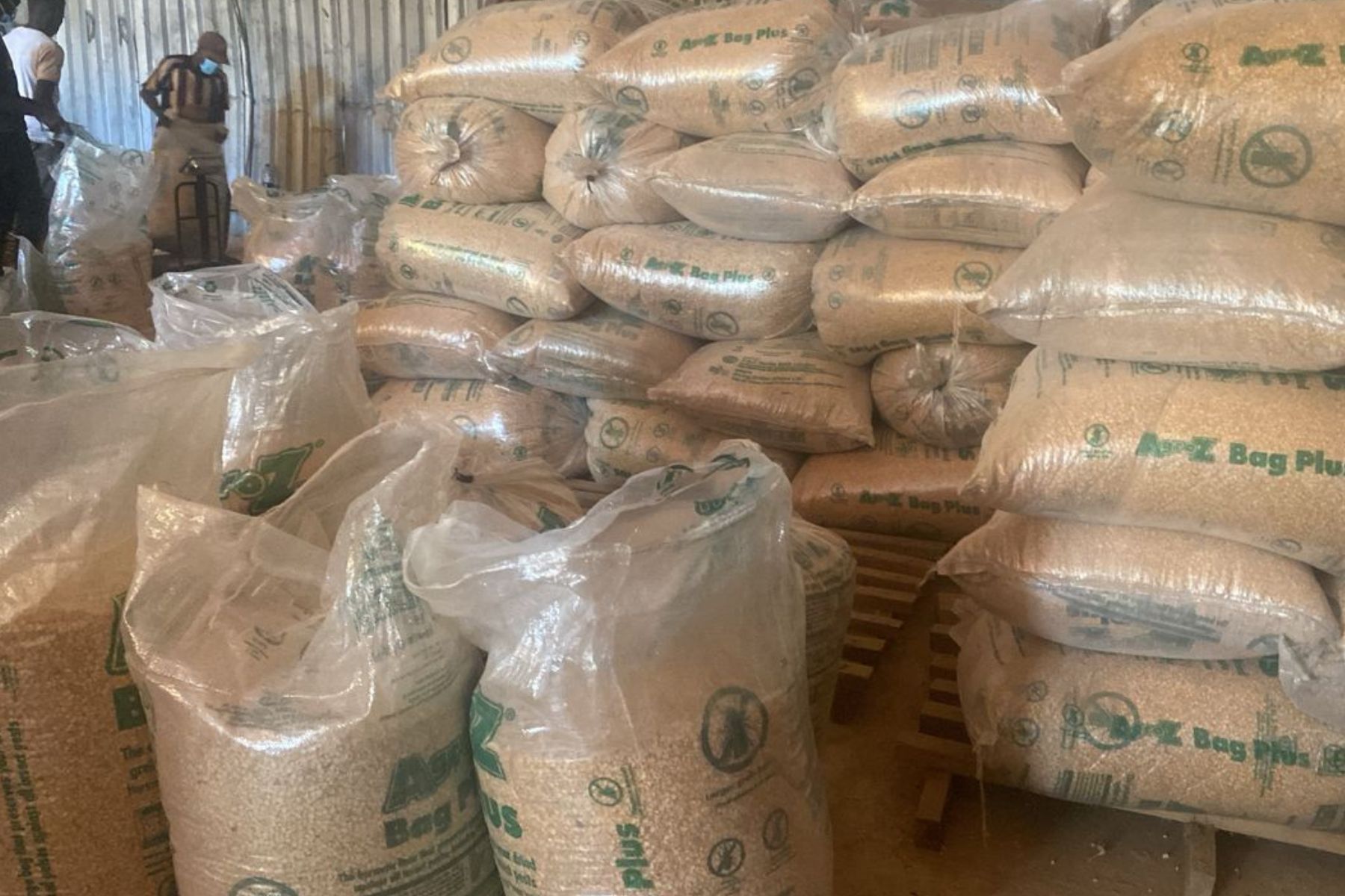 In den transparenten, aber hermetisch geschlossenen Säcken wird der Mais gelagert und transportiert.