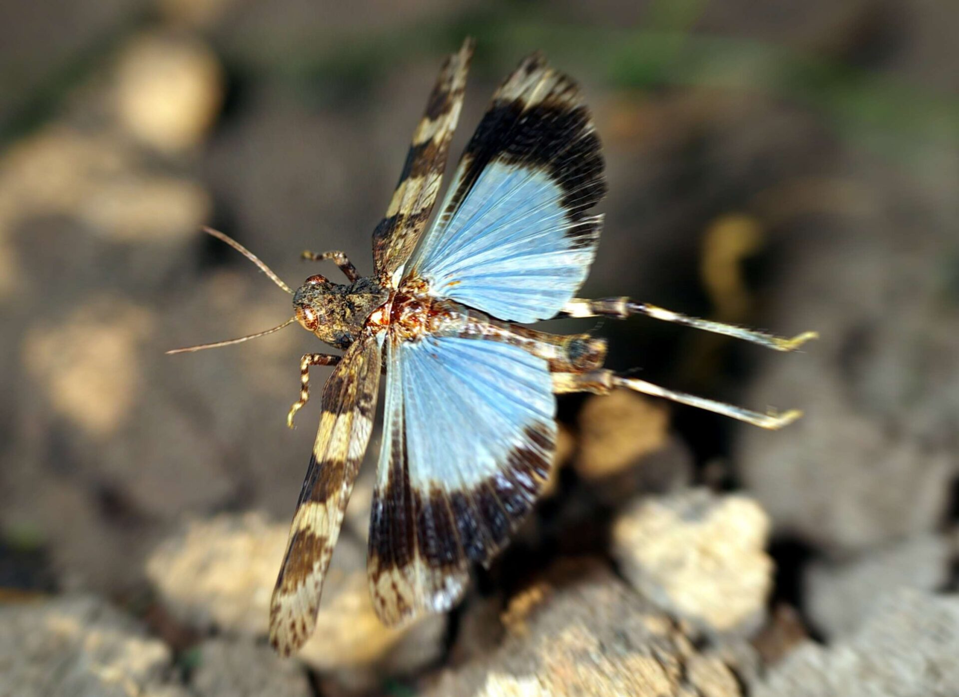 Blauflügelige Ödlandschrecke im Flug mit blauen Flügeln.
