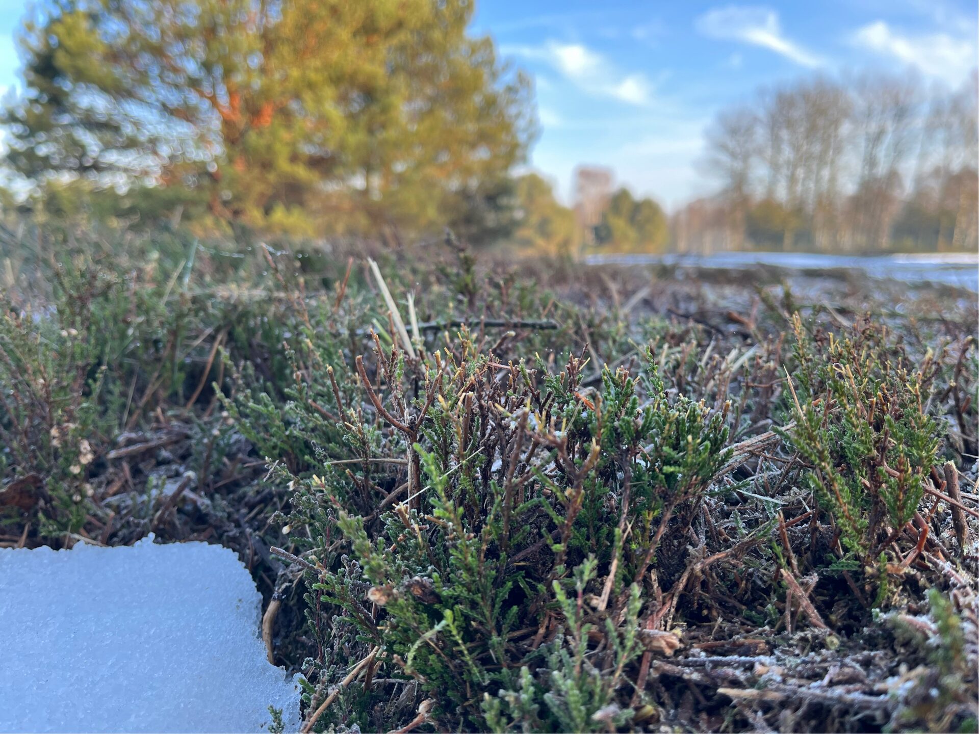 Abschnittene Heidepflanze auf der DBU-Naturerbefläche Glücksburger Heide mit ein wenig Schnee im Vordergrund und strahlend blauem Himmel