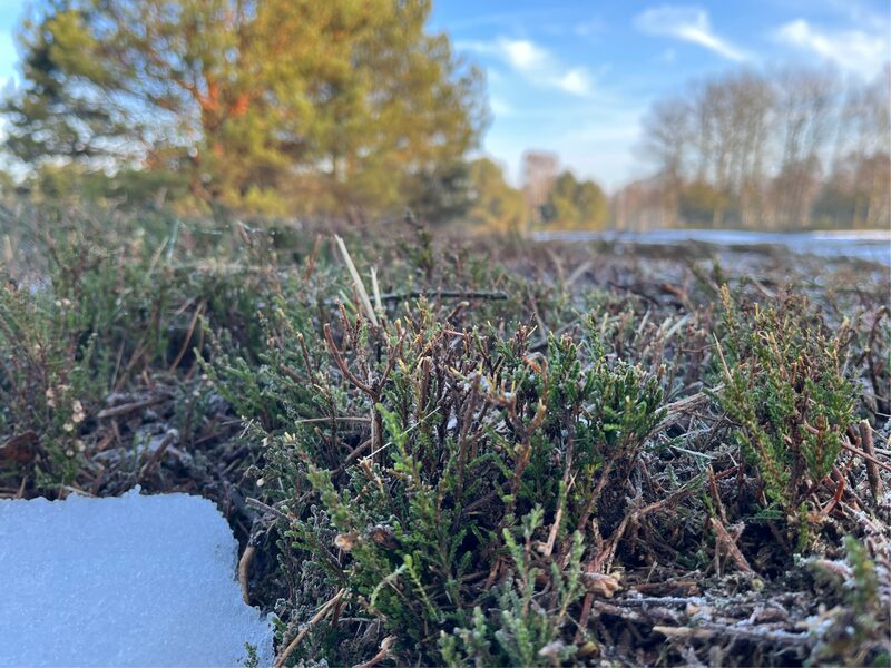 Abschnittene Heidepflanze auf der DBU-Naturerbefläche Glücksburger Heide mit ein wenig Schnee im Vordergrund und strahlend blauem Himmel