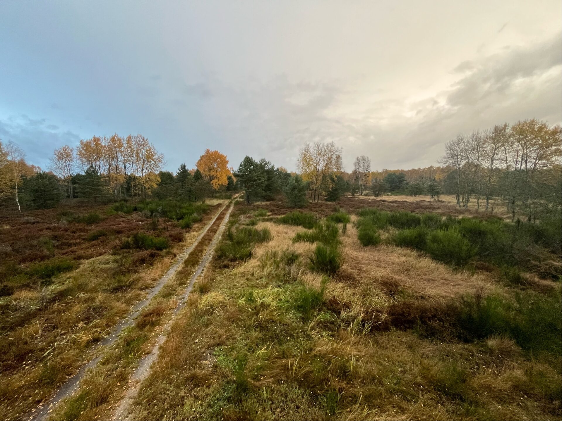 Blick über die Heidefläche der DBU-Naturerbefläche Glücksburger Heide vor den Pflegemaßnahmen.