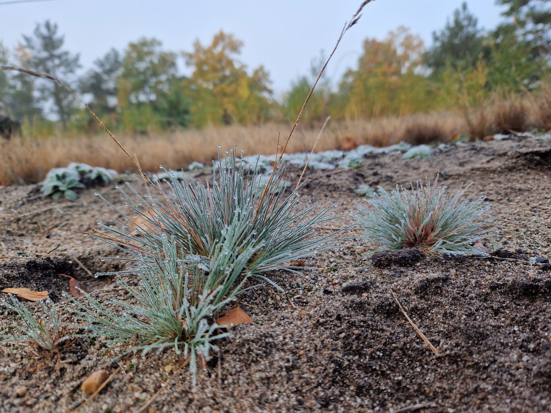 Silbergras mit Morgentau auf der DBU-Naturerbefläche Oranienbaumer Heide