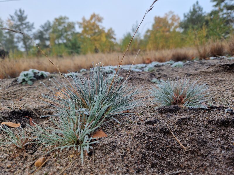 Silbergras mit Morgentau auf der DBU-Naturerbefläche Oranienbaumer Heide