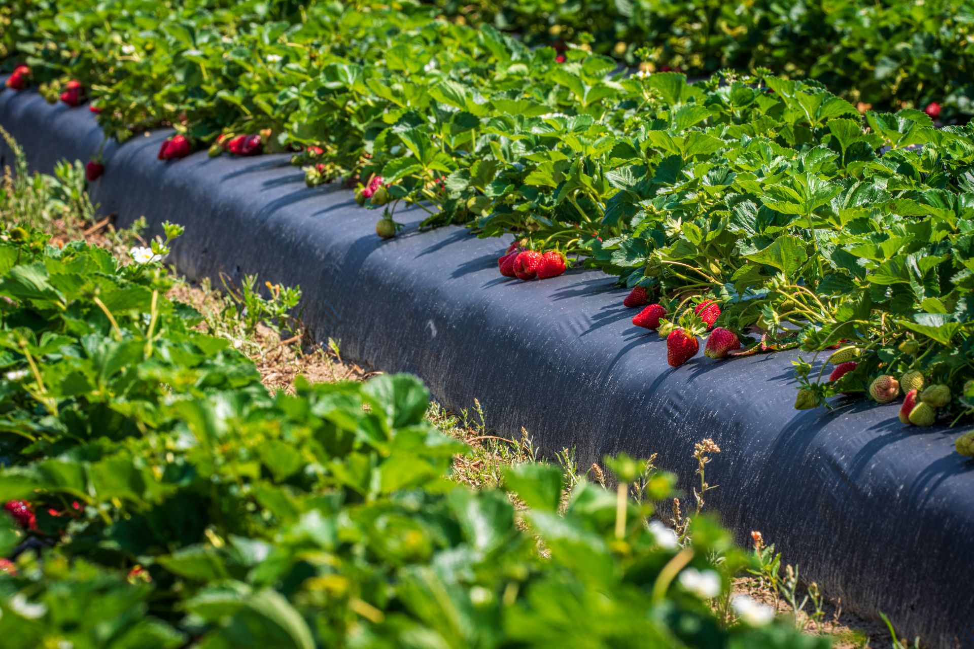DBU: Nachhaltige Landwirtschaft schützt Böden & Wasser