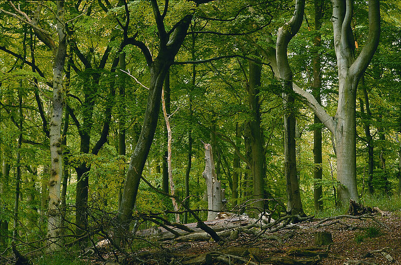 Naturnaher Wald