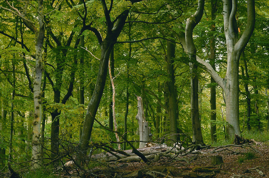 Naturnaher Wald