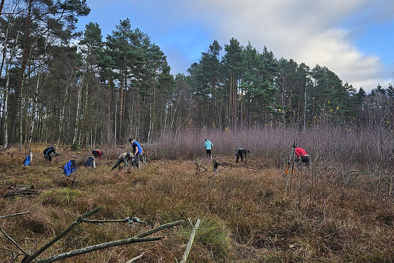 Freiwillige vom Bergwaldprojekt schneiden in Handarbeit Gehölzaufwuchs auf der DBU-Naturerbefläche Ueckermünder Heide
