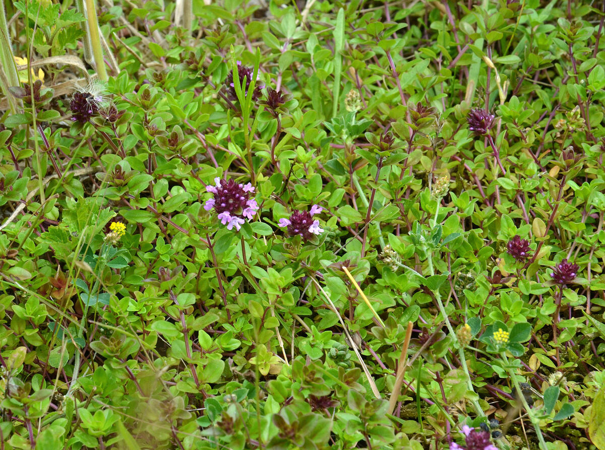 Der Feld-Thymian (Thymus pulegioides) besiedelt bevorzugt nährstoffarme und sandige Böden, wo er wie ein Bodendecker stellenweise dichte Bestände ausbilden kann. © Naturschutzstation Haus Wildenrath e. V